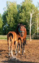 The horse and foal on a walk