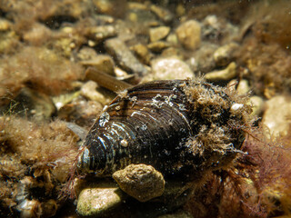 A close-up picture of a blue mussel, Mytilus edulis, in cold Northern European waters
