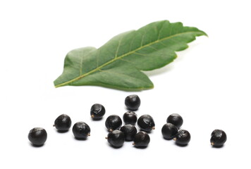 Golden rain tree seeds and leaf, pride of India, China tree and varnish tree, Koelreuteria, (Koelreuteria paniculata) isolated ob white background