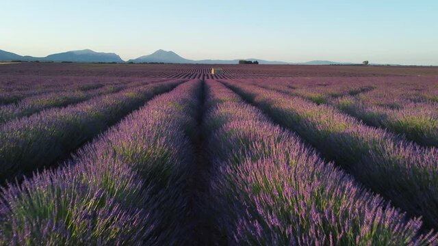 Plateau de Valensole and farm house in lavender fields aerial view, Provence, Southern France