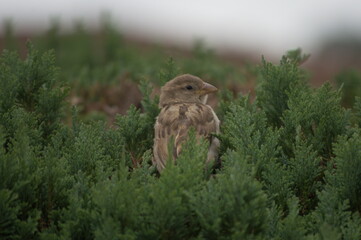 Portrait of a sparrow on a green bush.