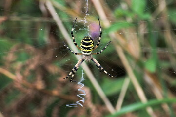 Close shot of a spider un the web.