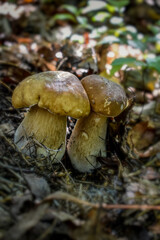 mushroom in the forest