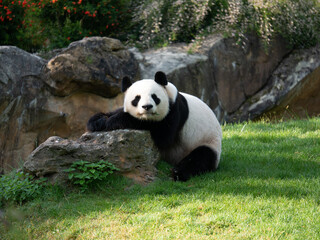 Fototapeta premium giant panda eating bamboo