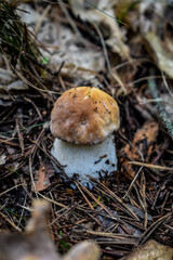 mushroom in the forest