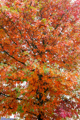 Pin oak autumnal foliage