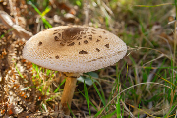 Parasol mushroom macrolepiota procera
