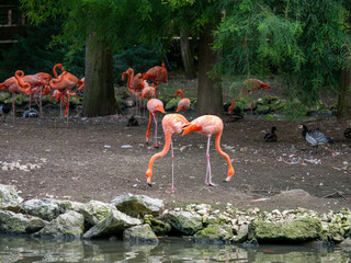 flamingos in the lake