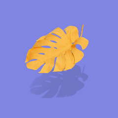 Abstract design with Autumn yellow monstera leaf  floating above purple surface.