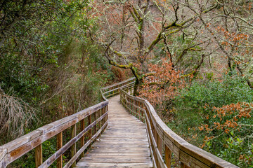 Fototapeta premium Footbridge in atlantic forest