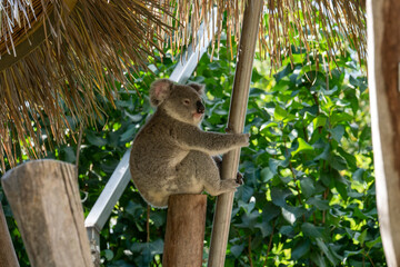 koala on the tree.