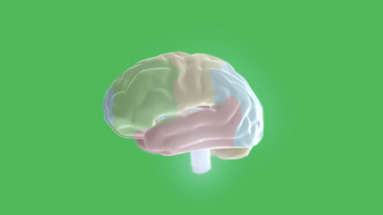 3d illustration of digital human brain on green background.