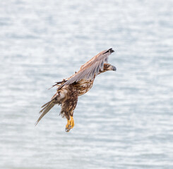Bald eagle coming in for beach landing