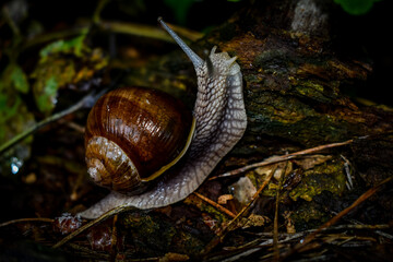 snail on leaf