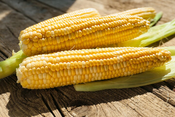 Ears of corn close up