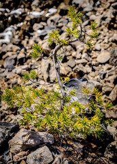 struggling young pine tree
