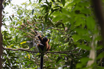 Amazing monkey are looking to get some food and playing in the forest. The apes are so beautiful and climbing in the green trees and have some fun.