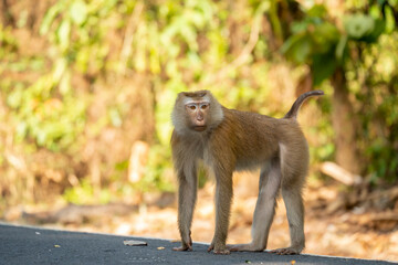 Monkey on all fours on a road outside Phuket town, Thailand