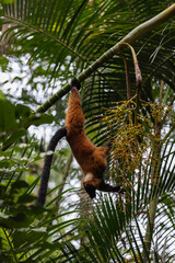 Amazing monkey are looking to get some food and playing in the forest. The apes are so beautiful and climbing in the green trees and have some fun.