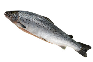 Fototapeta premium Gutted salmon isolated on white background.
