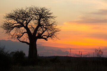 Fototapeta na wymiar Baobab tree, Adansonia is a genus made up of eight species of medium to large deciduous trees known as baobabs