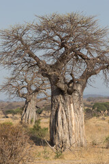 Baobab tree, Adansonia is a genus made up of eight species of medium to large deciduous trees known as baobabs