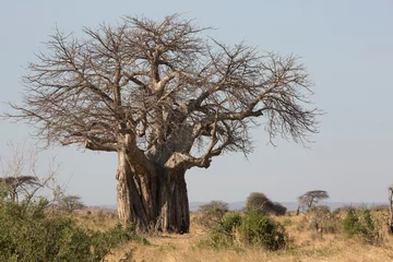 Foto op Plexiglas Baobab tree, Adansonia is a genus made up of eight species of medium to large deciduous trees known as baobabs © Pedro Bigeriego