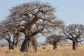 Gordijnen Baobab tree, Adansonia is a genus made up of eight species of medium to large deciduous trees known as baobabs © Pedro Bigeriego