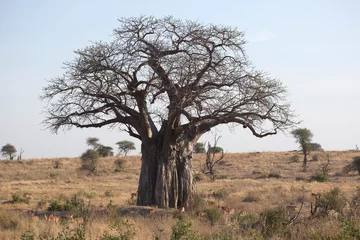 Foto op Aluminium Baobab tree, Adansonia is a genus made up of eight species of medium to large deciduous trees known as baobabs © Pedro Bigeriego
