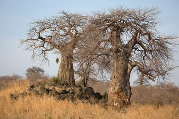 Selbstklebende Fototapeten Baobab tree, Adansonia is a genus made up of eight species of medium to large deciduous trees known as baobabs © Pedro Bigeriego