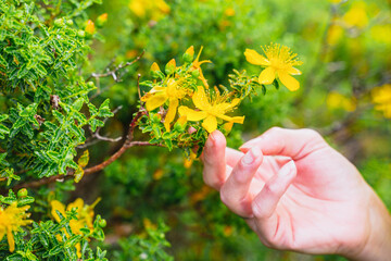 Hispanic woman holding a flower in her hand on the mountain