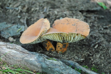 Lactarius deterrimus or Orange milkcap mushroom just emerged from the earth.