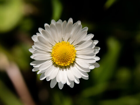fleur