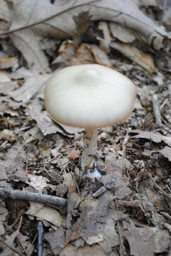 Leucoagaricus leucothites or White Dapperling mushroom fruiting with the cap still slightly curved.