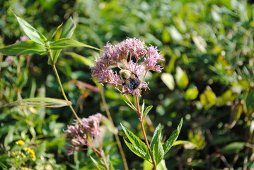 Eutrochium maculatum, or spotted Joe Pye weed being pollinated by a large fuzzy bumble bee.