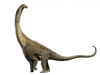 Fotobehang Alamosaurus, dinosaur from the Late Cretaceous period isolated on white background © dottedyeti