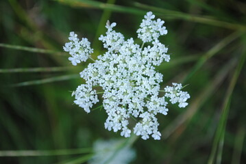 Daucus carota, also known as wild carrot, queen Anne's lace, bird's nest, and bishop's lace. A beautiful wildflower with an edible root.
