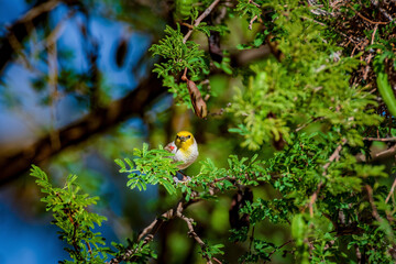 Verdin male in mesquite tree