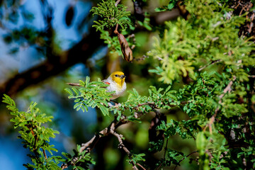 male verdin bird in mesquite tree