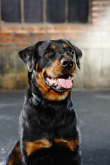 Obraz premium Rottweiler Dog
