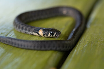 The baby grass snake (Natrix natrix) also known as ringed snake or water snake. Selective focus, shallow depth of field.