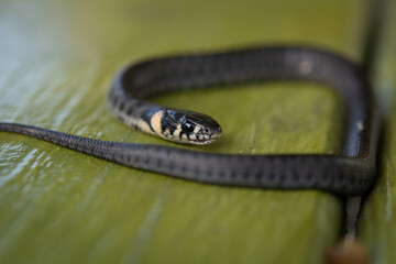 The baby grass snake (Natrix natrix) also known as ringed snake or water snake. Selective focus,...