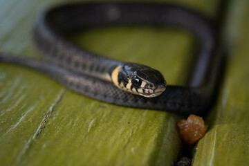 The baby grass snake (Natrix natrix) also known as ringed snake or water snake. Selective focus, shallow depth of field.