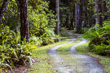 Fototapeta premium the road less traveled in the woods