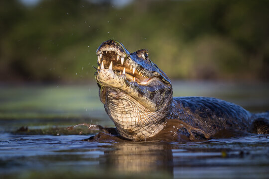 KAJMAN YACAR&Eacute; (CAIMAN YACARE)