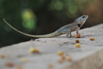 View of a beautiful chameleon on the ground