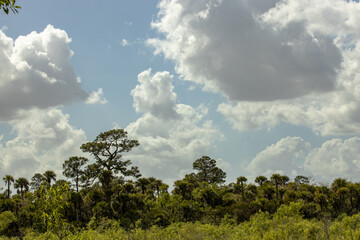 cloudy sky over a florida treeline