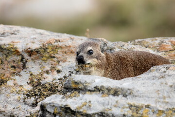 Close-up of one Cape Dassie (Procavia capensis ssp. Capensis) looking forward on rocks, South Africa
