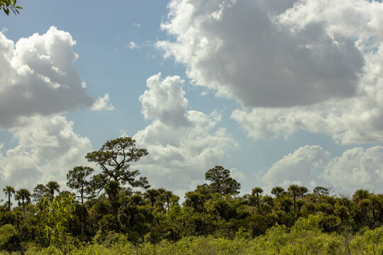 Cloudy Sky Over A Florida Treeline