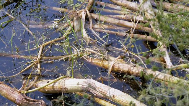 Non Venomous Snake with Yellow Ears Swims in an Overgrown Pond, Looking for Prey. Swamp with aquatic plants, grass, reeds on sunset. Snake sticks out its tongue. Wild nature. Zoom. Slow motion.